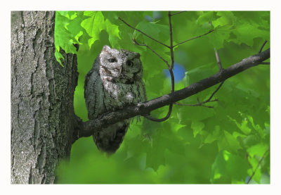 Eastern Screech Owl