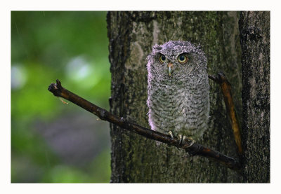 Eastern Screech Owlet