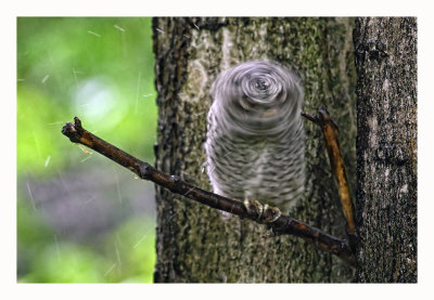 Eastern Screech Owlet