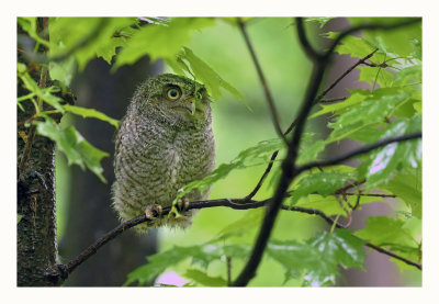 Eastern Screech Owlet