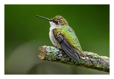 Ruby-throated Hummingbird