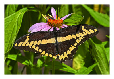 Giant Swallowtail