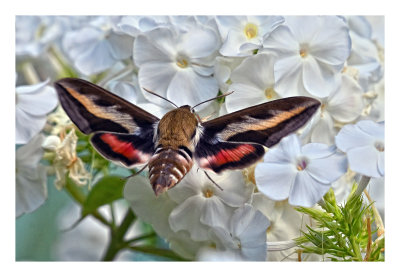 White-lined Sphinx Moth