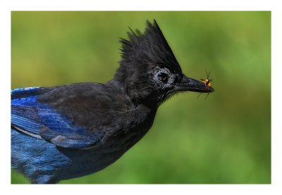 Steller`s Jay