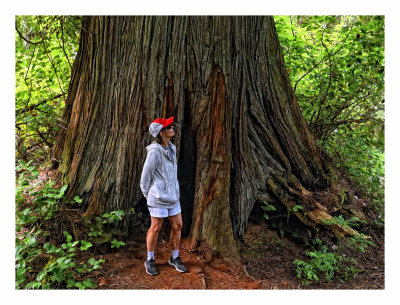 Old Growth Forest, Tofino BC