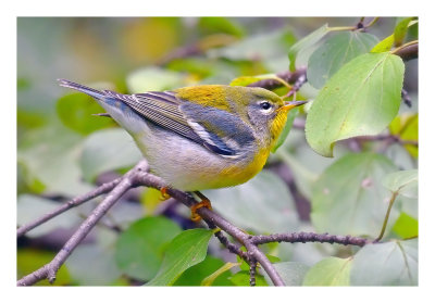 Northern Parula