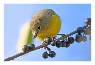 Nashville Warbler
