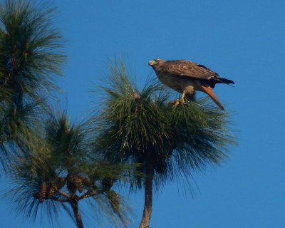 DSCN5027-RTHawkPerched.jpg