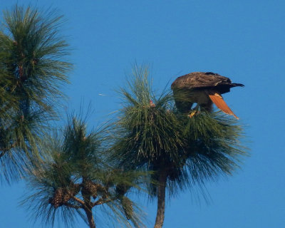 DSCN5029-RTHawkPerched.jpg