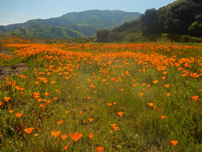 DSCN5034-PoppyFieldSierraPk.jpg