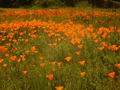 DSCN5036-PoppyField.jpg