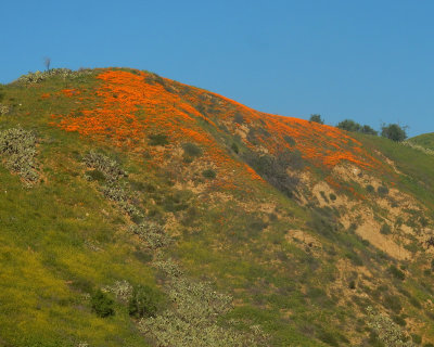 DSCN5038-PoppysLowerAlisoHill.jpg