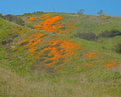 DSCN5041-PoppiesLowerAlisoSlope.jpg