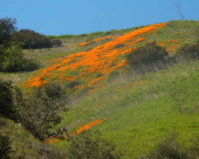DSCN5046-PoppysLowerAlisoSlope.jpg