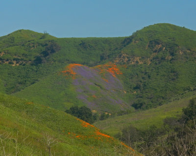 DSCN5050-PoppysLupineLowerAliso.jpg