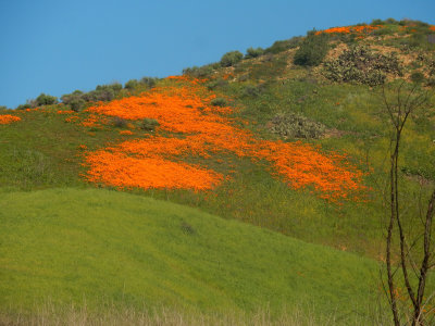 DSCN5054-PoppysUpperAliso.jpg
