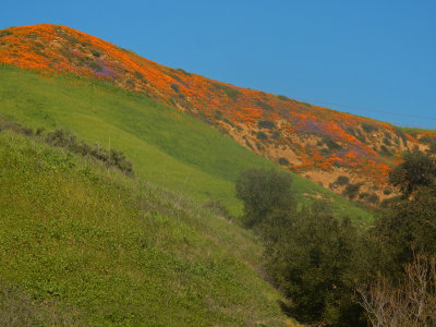 DSCN5058-FlowersUpperAliso.jpg