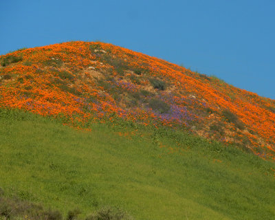 DSCN5060-FlowersPeakUpperAliso.jpg
