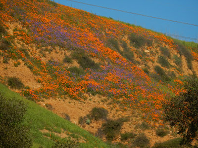 DSCN5061-FlowersUpperAliso.jpg