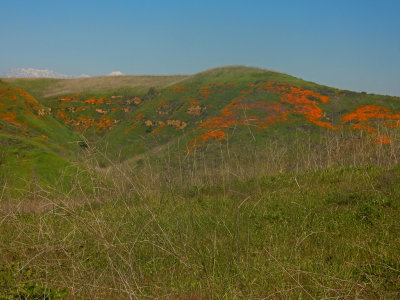DSCN5069-FlowersWideViewUpperAliso.jpg