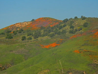 DSCN5071-FlowersUpperAliso.jpg