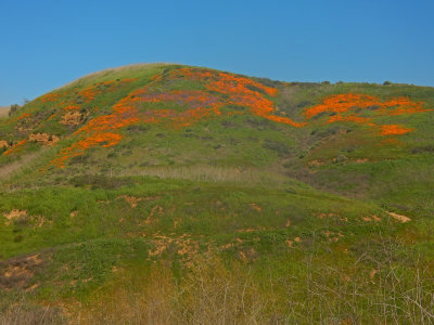 DSCN5073-FlowersUpperAlisoHills.jpg