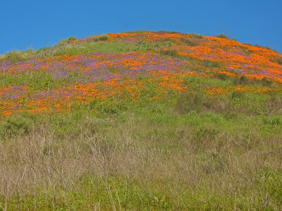 DSCN5076-FlowersUpperAlisoHill.jpg
