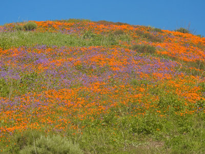 DSCN5078-FlowersUpperAlisoHilltop.jpg