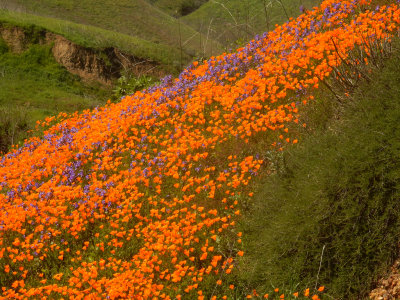 DSCN5086-PoppiesLupineUpperAlisoSlope.jpg
