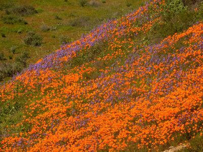 DSCN5092-FlowersUpperAlisoSlope.jpg