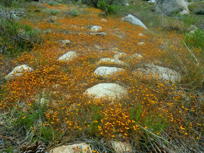 31-Yellow-Flowers-and-Rocks-DSCN5497.jpg
