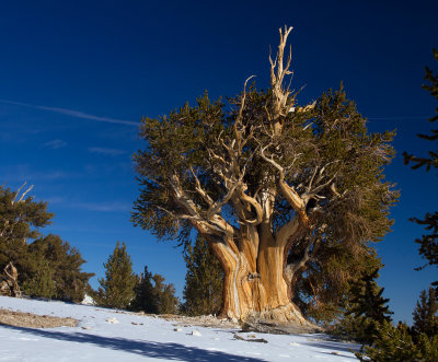 IMG_7872-Big-Bristlecone.jpg