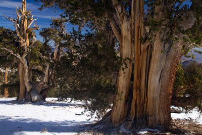 IMG_7886-Straight-Tree-and-Foreground-Tree.jpg