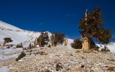 IMG_7895-Bristlecone-Ridge.jpg