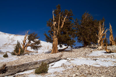 IMG_7898-Bristlecones-Across-Ridge.jpg