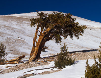 IMG_7901-Leaning-Bristlecone.jpg