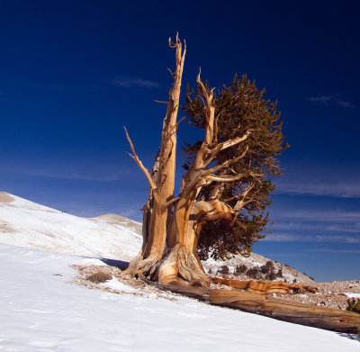 IMG_7905-Solo-Bristlecone-On-Slope.jpg