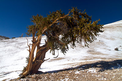 IMG_7906-Windswept-Bristlecone.jpg