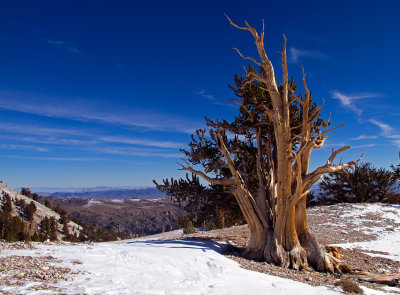 IMG_7907-KingOfTheHill-Bristlecone.jpg
