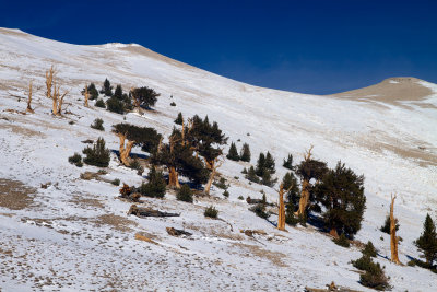 IMG_7909-Bristlecones-Climbing-Slope.jpg