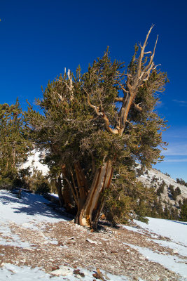 IMG_7912-Striped-Bristlecone.jpg