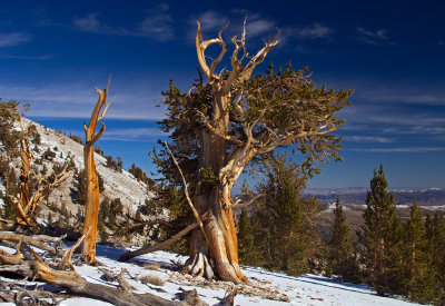 IMG_7916-Bristlecone-Vista.jpg