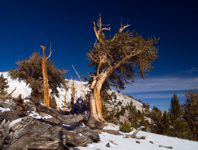 IMG_7920-Self-Portait-Bristlecone.jpg