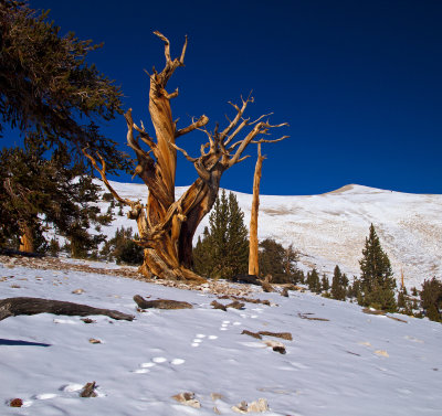 IMG_7924-Animal-Footprints-To-Bristlecone.jpg