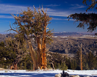 IMG_7926-Bristlecone-Vista.jpg