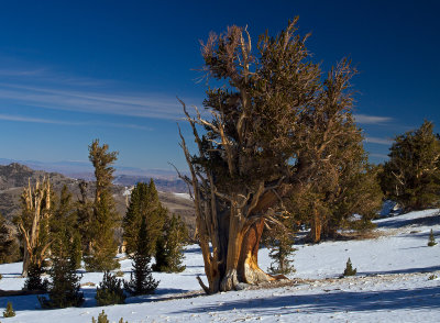 IMG_7941-Bristlecone-Vista.jpg