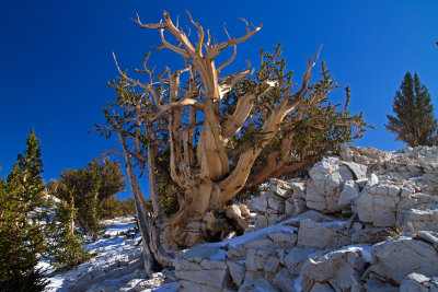IMG_7945-Bristlecone-On-The-Rocks.jpg