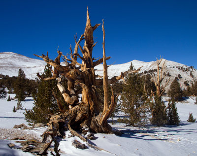 IMG_7972-Dead-Bristlecone.jpg