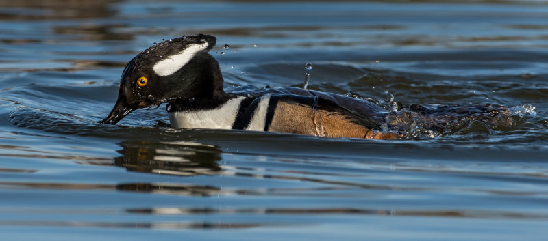 DSC_5235a.jpg