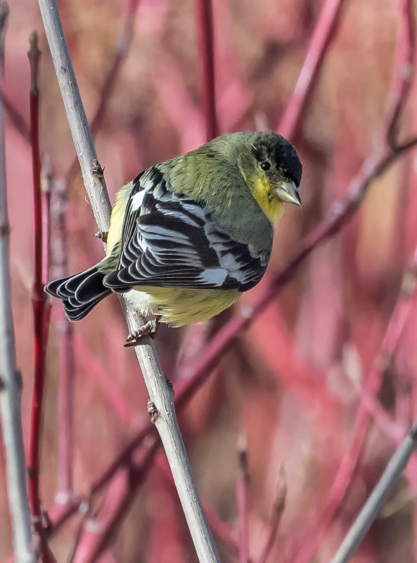 DSC_5524a.jpg